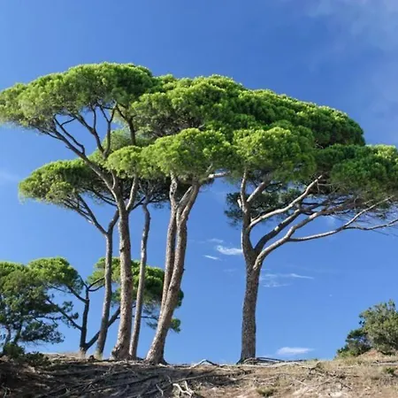 Le Petit Cote Ouest - Appt Dans Les Pins Pres De La