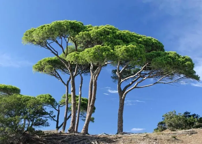 Au Coeur Des Pins, à 400 Mètres