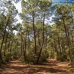 Le Petit Cote Ouest - Appt Dans Les Pins Pres De La *